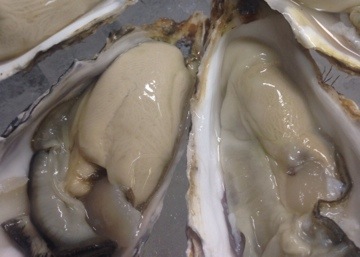 北海道 仙鳳趾の牡蠣！